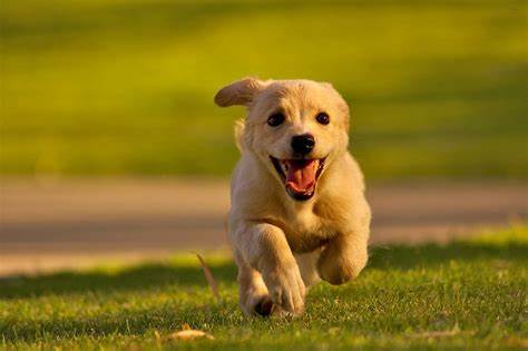 ch&oacute; v&agrave;o nh&agrave;